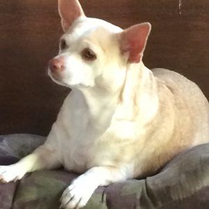 Meet your Posher, Beulaj